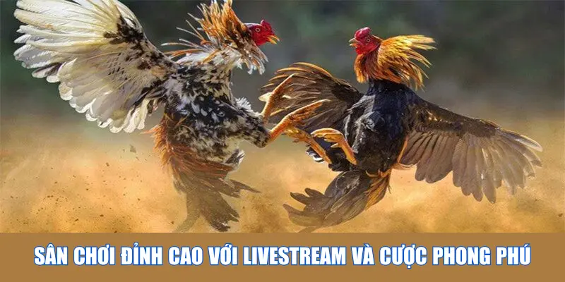 Sân chơi đỉnh cao với livestream và cược phong phú